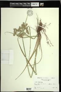 Cyperus virens image