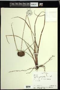 Cyperus planifolius image