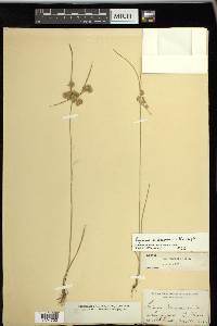 Cyperus surinamensis image