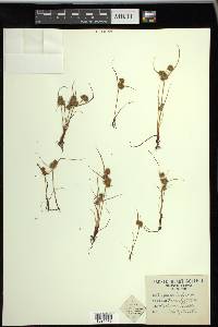 Cyperus squarrosus image