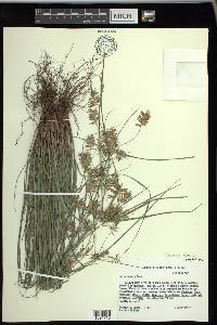 Cyperus tenuis image