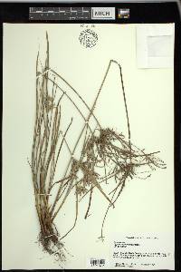 Cyperus sphacelatus image