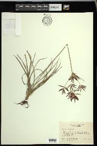 Cyperus rotundus image