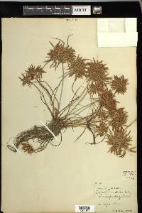 Cyperus polystachyos image