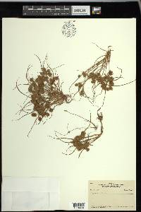 Cyperus squarrosus image