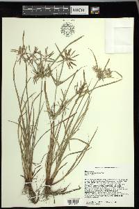 Cyperus sphacelatus image