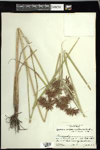 Cyperus setigerus image