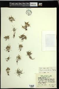 Cyperus squarrosus image