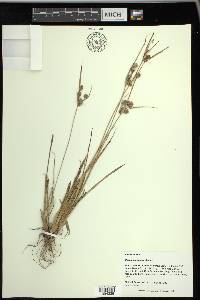 Cyperus retrorsus image