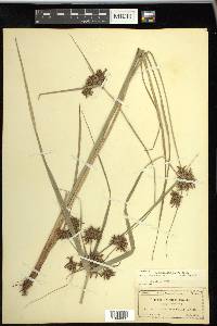 Cyperus planifolius image