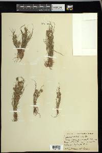 Cyperus squarrosus image