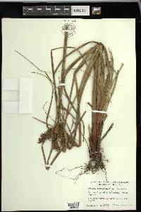 Cyperus planifolius image