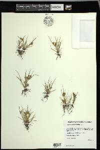 Cyperus squarrosus image