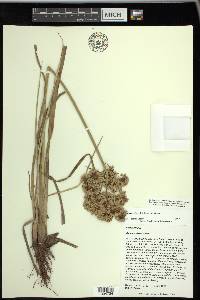 Cyperus virens image