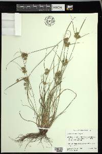 Cyperus retrorsus image