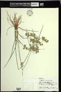 Cyperus surinamensis image