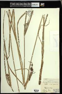 Cyperus setigerus image