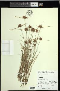 Cyperus sanguinolentus image