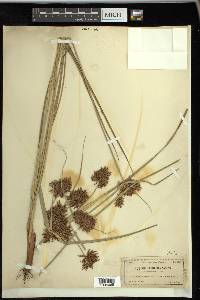 Cyperus planifolius image