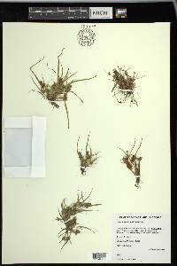 Cyperus squarrosus image