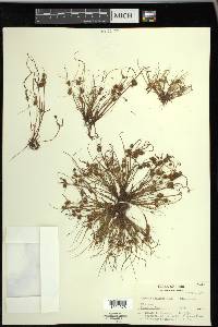 Cyperus squarrosus image