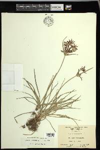 Cyperus rotundus image