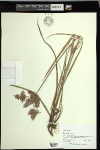 Cyperus pilosus image