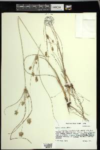 Cyperus schweinitzii image