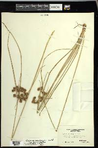 Cyperus pseudovegetus image