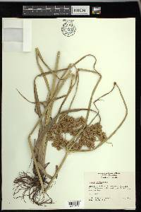 Cyperus virens image