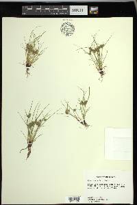 Cyperus squarrosus image