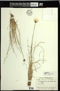 Eriophorum vaginatum image