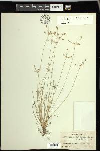 Fimbristylis annua image