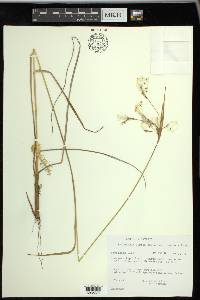 Eriophorum viridicarinatum image