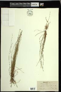 Eleocharis albida image