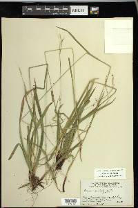 Carex arctata image