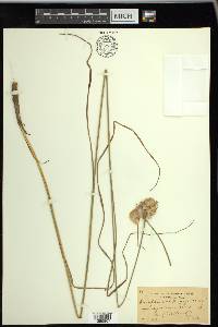 Eriophorum virginicum image