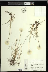 Eriophorum scheuchzeri image