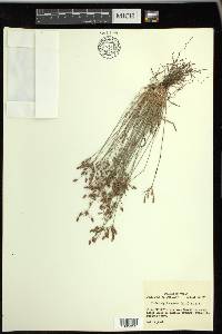 Fimbristylis annua image