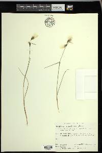 Eriophorum angustifolium image