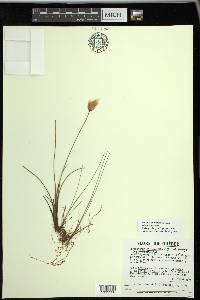 Eriophorum russeolum image