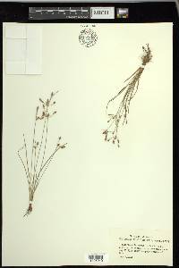 Fimbristylis annua image