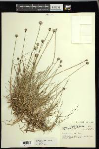 Eriophorum scheuchzeri image