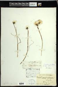 Eriophorum angustifolium image