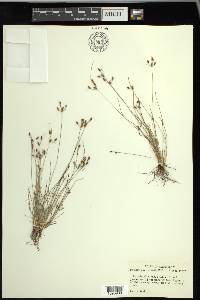 Fimbristylis annua image