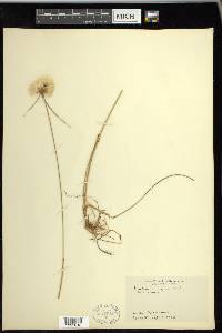 Eriophorum virginicum image