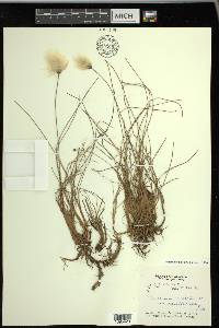 Eriophorum chamissonis image