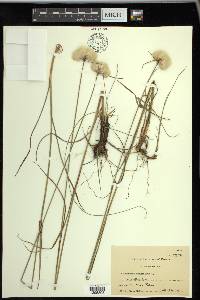 Eriophorum virginicum image