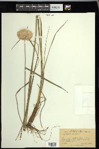 Eriophorum virginicum image