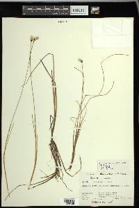 Eriophorum chamissonis image